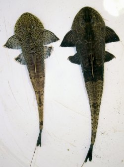 P. sp. `marbled` (male left, female right)